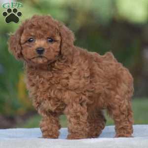 Violin, Cavapoo Puppy